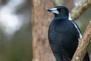 Australian magpie looking out