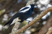 Australian magpie sat on a branch