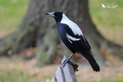 Australian magpie sat of a bench