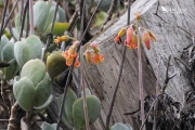 Bellbird eating nectar