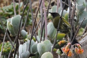 Bellbird eating nectar 2