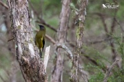 Bellbird eating insects