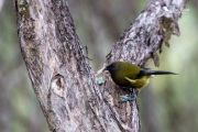 Bellbird eating insects 2