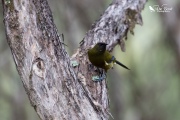 Bellbird eating insects 3