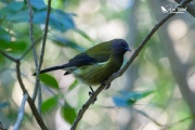 Bellbird sat on a branch 1