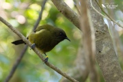 Bellbird sat on a branch 2