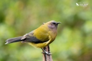 Bellbird male in profile