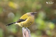 Bellbird male in profile 2