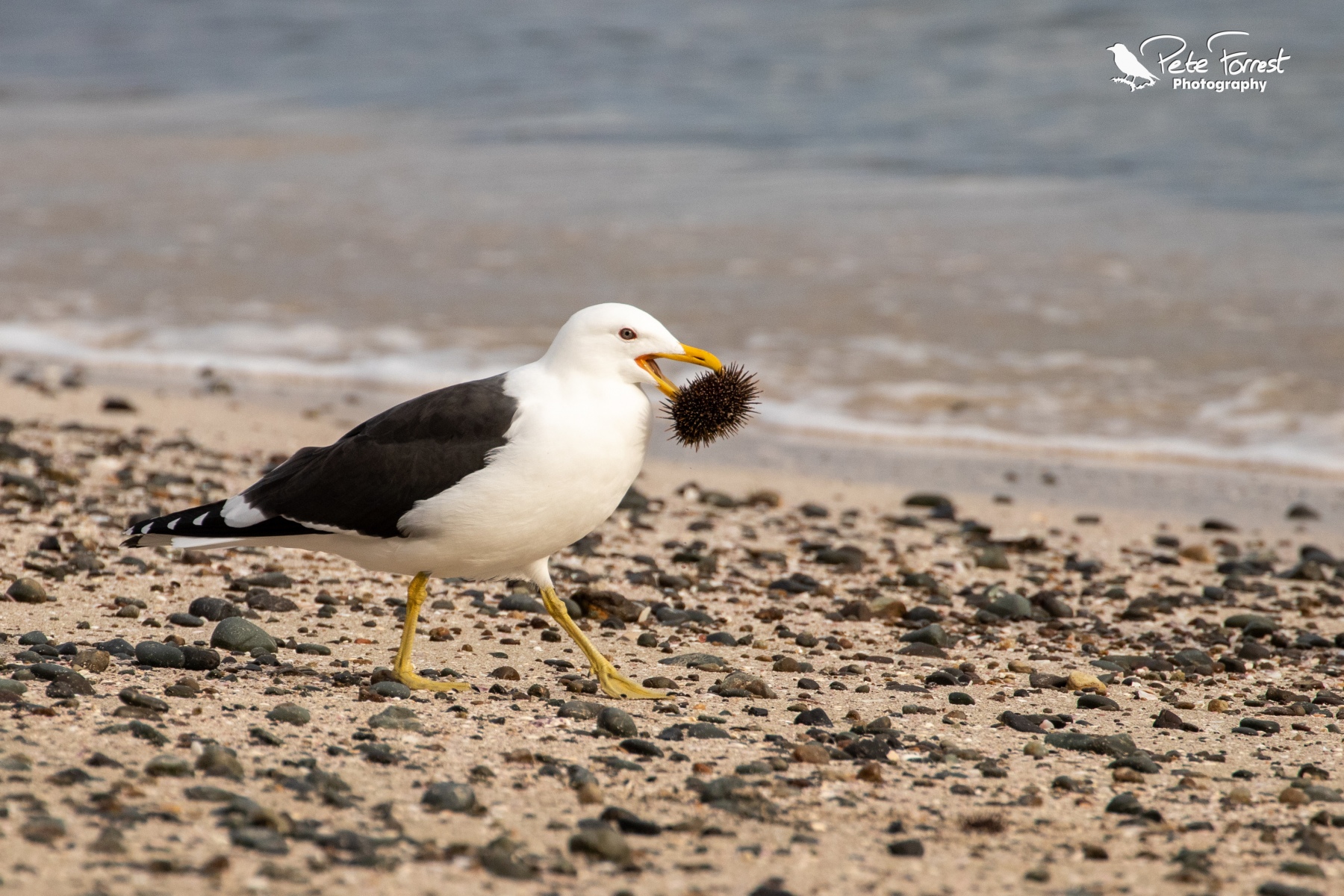 Southern Black Backed Gull - Pete Forrest Photography