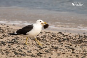 Black backed gull carrying a sea urchin