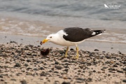 Black backed gull eating a sea urchin