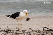 Black backed gull dropping a sea urchin