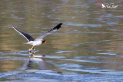 Black backed gull eating a starfish