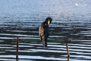 Black shag preening