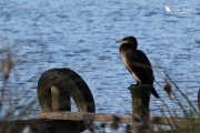 Black shag sat on a post