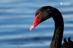 Black swan profile shot