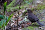 Blackbird sat by the path