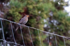 Blackbird singing its heart out