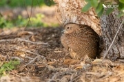 Brown quail sheltering under a bush