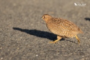 Brown quail crossing the road