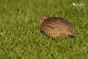 Brown quail walking through the grass