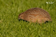 Brown quail eating