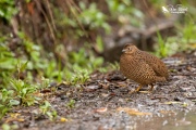 Brown quail walking down the path