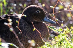 Pateke hiding in the undergrowth