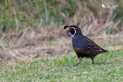 California quail running through the grass