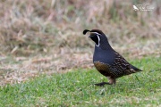 California quail running through the grass 2