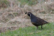 California quail running through the grass 3