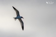 Caspian tern flying overhead