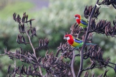 Eastern rosella sat on harakeke