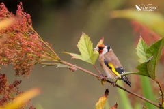 Goldfinch sat waiting to eat