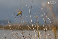 Greenfinch perching