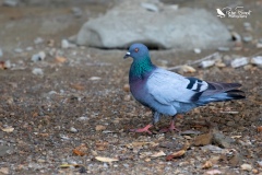 Rock pigeon on the beach