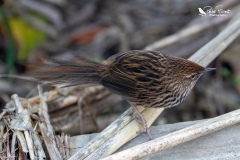 Fernbird and it's beautiful tail 2