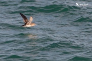 Fluttering shearwater flying low to the waves