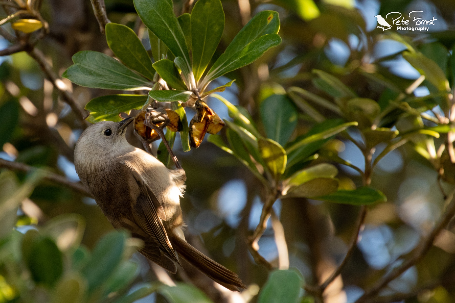 20190609-Tiritiri Matangi-0171