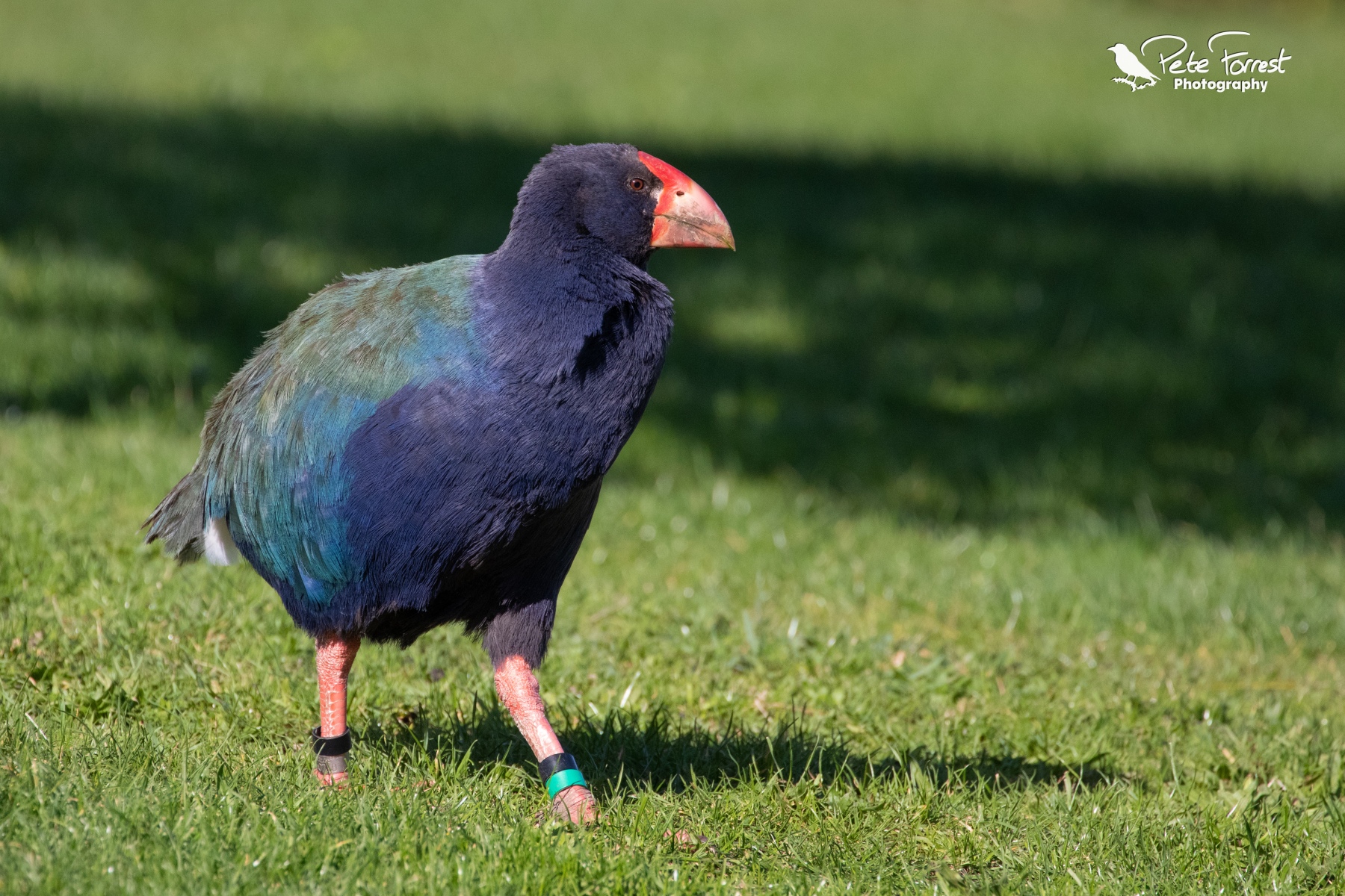 20190609-Tiritiri Matangi-0469