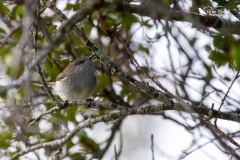 Grey warbler on a branch