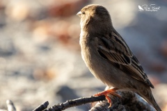 House sparrow watching the sunset