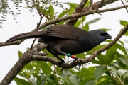 Te Rangi Pai the Kokako