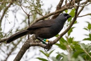 Oran the Kokako