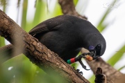 Te Rangi Pai the Kokako eating a puriri berry