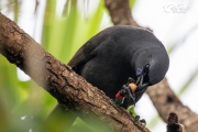 Te Rangi Pai the Kokako eating a puriri berry 2