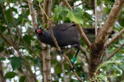 Yindi the Kokako grabbing a puriri berry