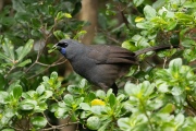 Kokako eating toupara