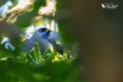 Kokako through the leaves