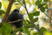 Erenora the kokako eating Houpara